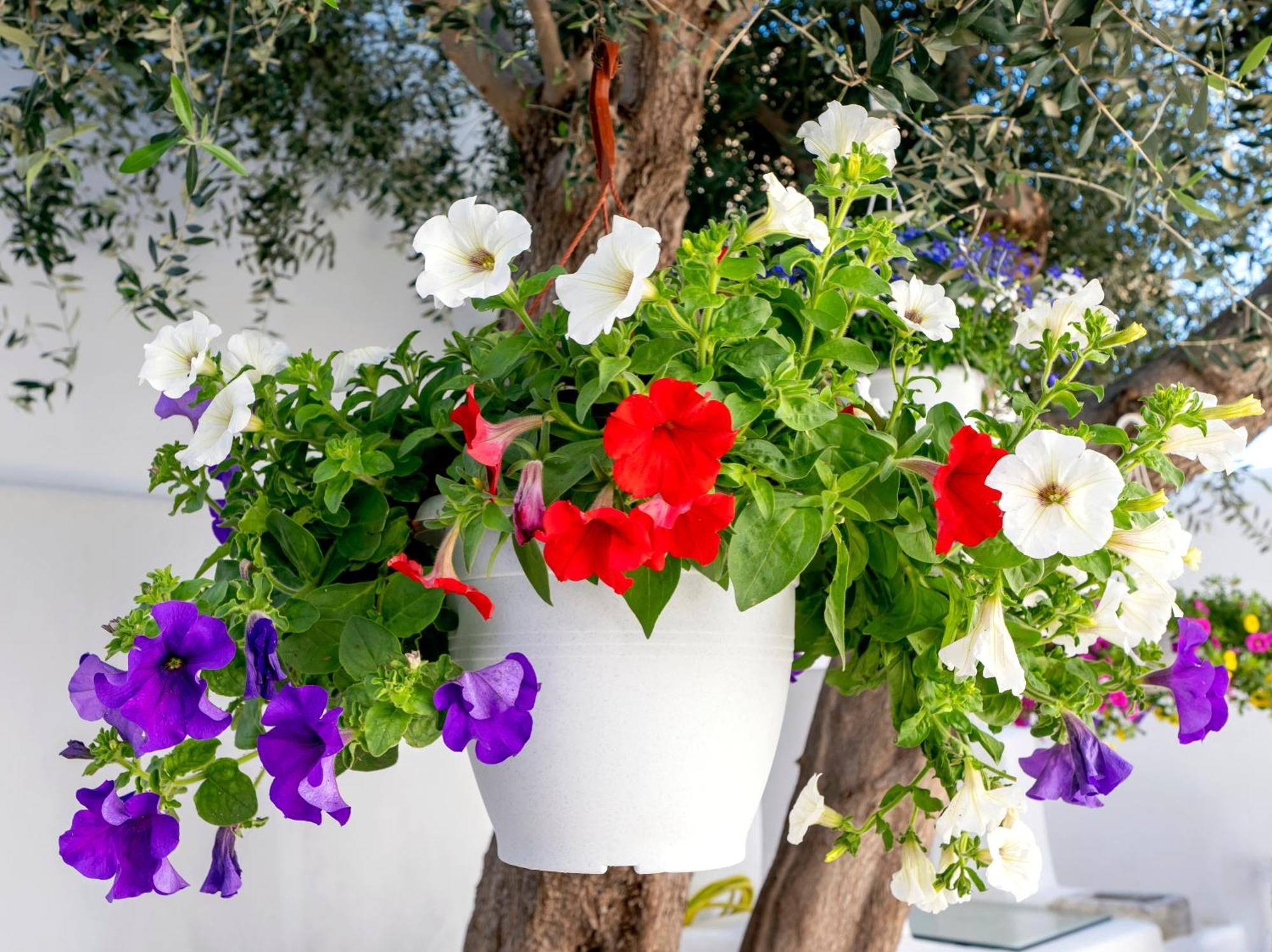 Villa Del Capo Suites Rhodes City Exterior photo